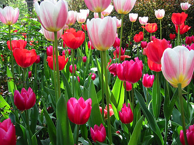 tulips1.jpg